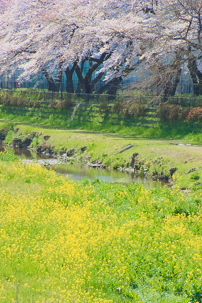 野川の水車 桜 菜の花