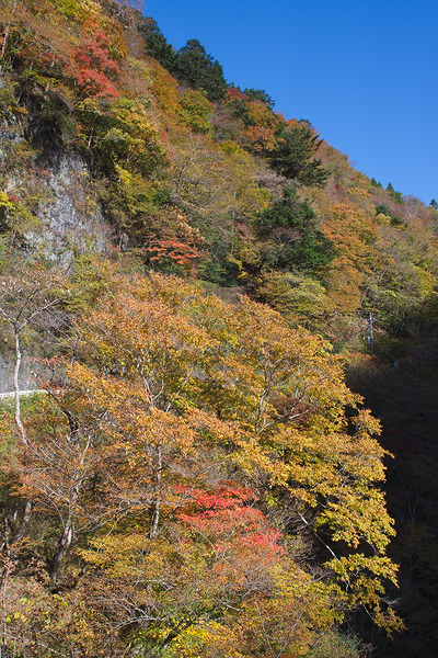小川谷橋 紅葉