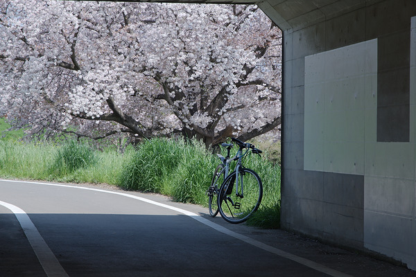 小ケ谷公園 桜 クロスバイク 入間川サイクリングロード