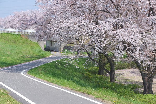 小ケ谷公園 桜 入間川サイクリングロード