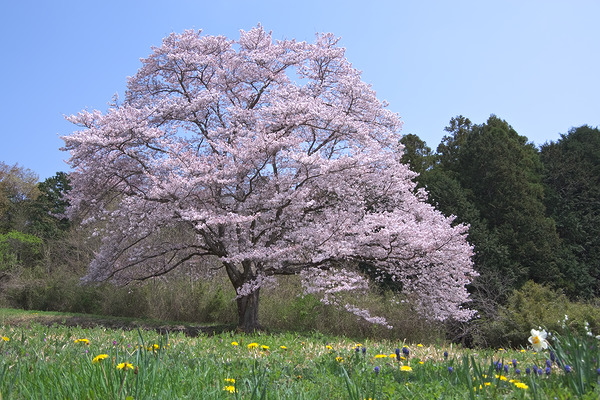 越生古池の一本桜 桜
