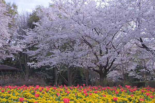大宮花の丘農林公苑 桜 チューリップ