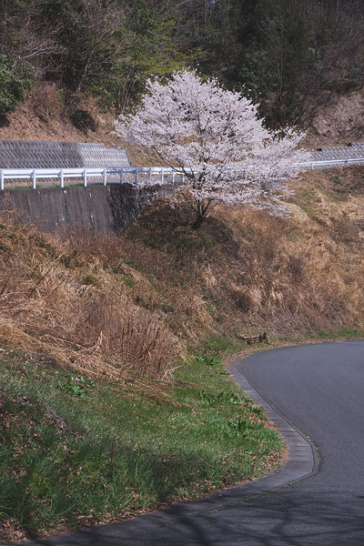 林道梨子ノ木線の一本桜 桜