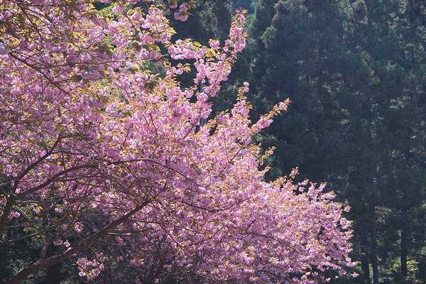霊山院 桜 関山