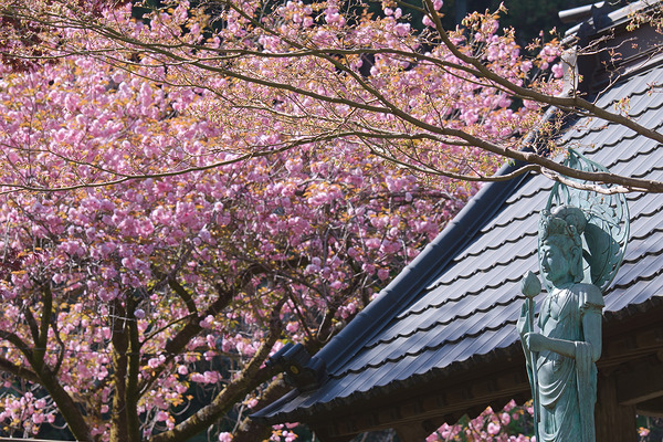 霊山院 桜 八重桜 銅像 山門