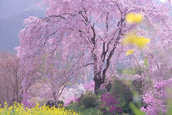 龍珠院 桜 枝垂れ桜 菜の花
