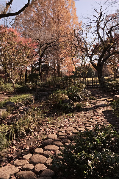 相模原公園 紅葉 日本庭園
