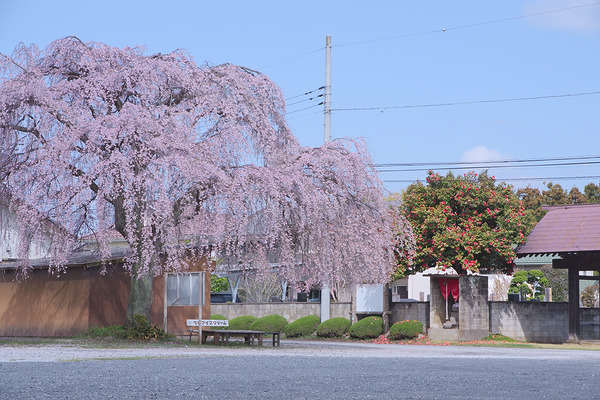 西光寺 桜