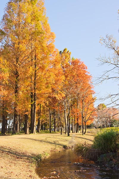 彩の森入間公園 紅葉 メタセコイア