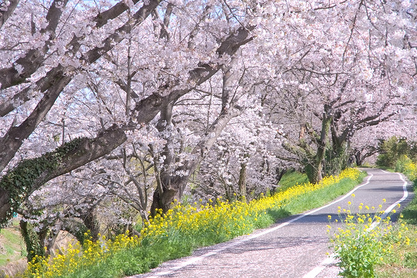 さくら堤公園 桜