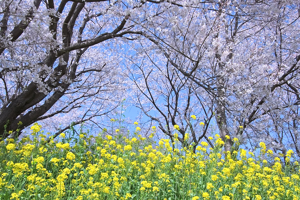 さくら堤公園 桜 菜の花