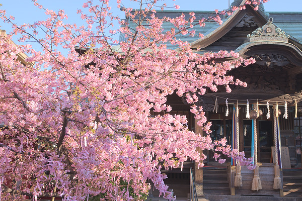 桜神宮 桜