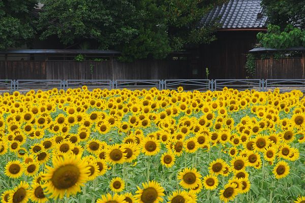 笹井のひまわり畑 ひまわり
