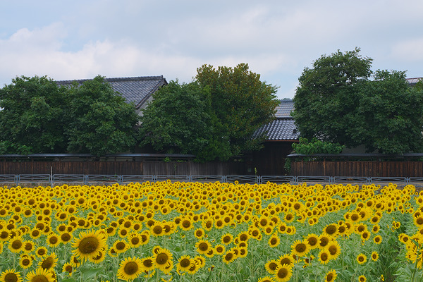 笹井のひまわり畑 ひまわり