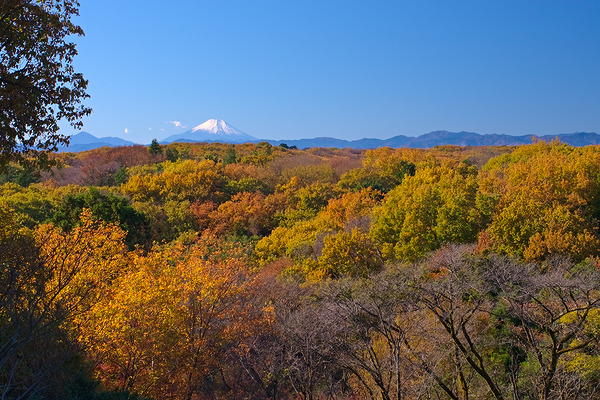 狭山富士 富士山 紅葉