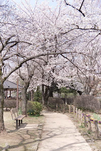 狭山池公園 桜