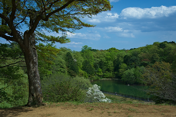 狭山公園 風景 たっちゃん池