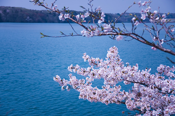 狭山公園 多摩湖 桜