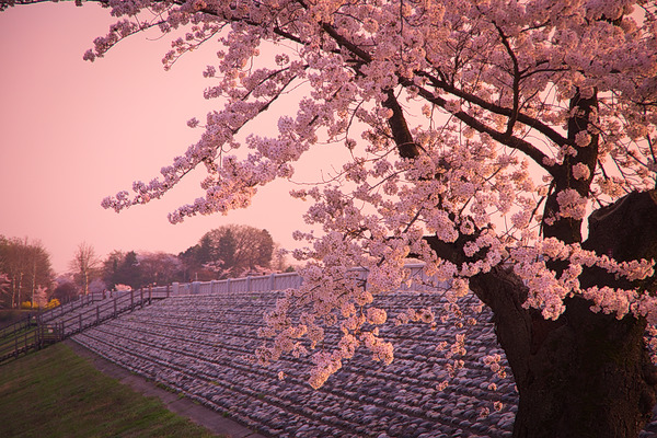 狭山公園 多摩湖 桜