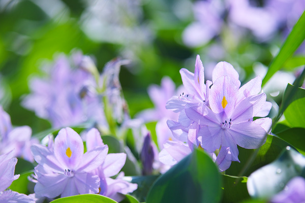 下八ツ林の花畑 ホテイアオイ