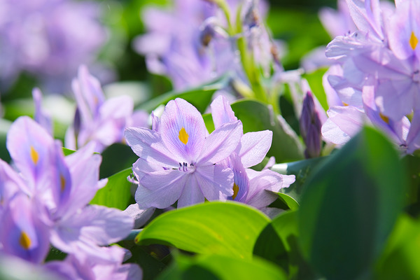 下八ツ林の花畑 ホテイアオイ