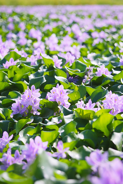下八ツ林の花畑 ホテイアオイ
