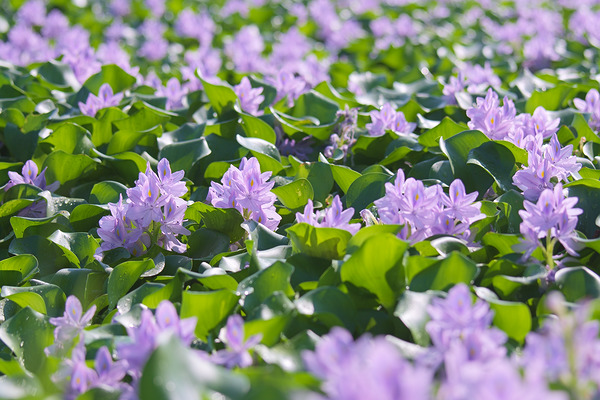 下八ツ林の花畑 ホテイアオイ