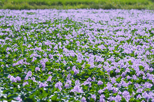 下八ツ林の花畑 ホテイアオイ