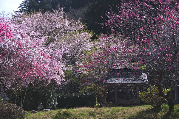 白髭神社（中藤中郷） 桜