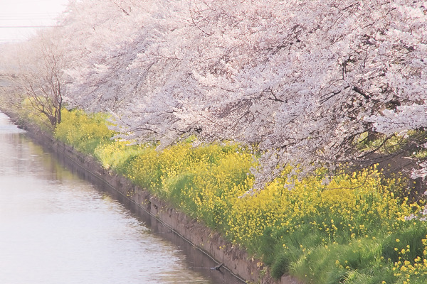新河岸川 川越警察署付近 桜 菜の花