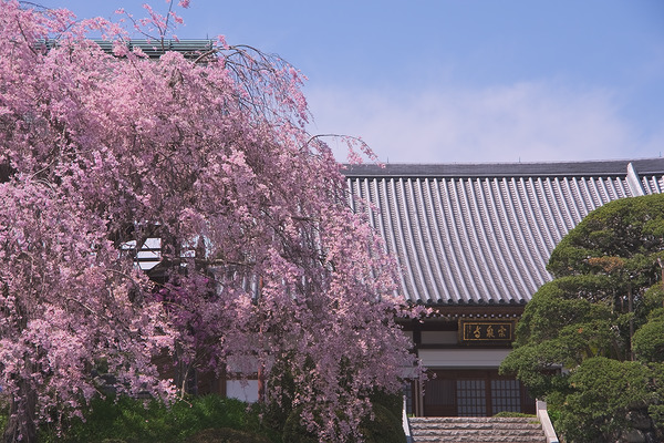 宗泉寺 桜