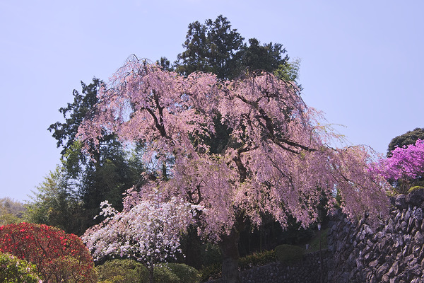 宗泉寺 桜