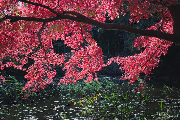 石神井公園 紅葉