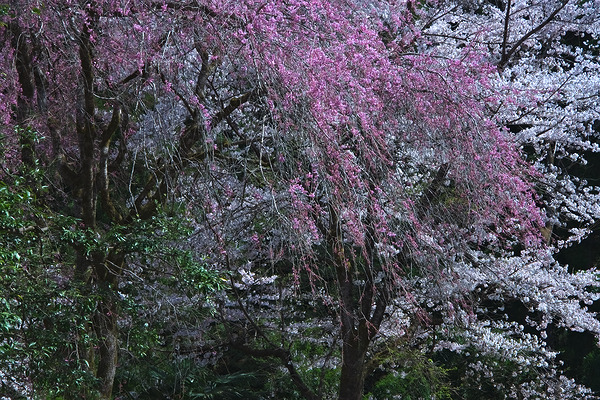 昌福寺 桜