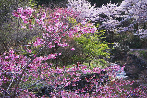 宿谷公会堂 桜 花桃