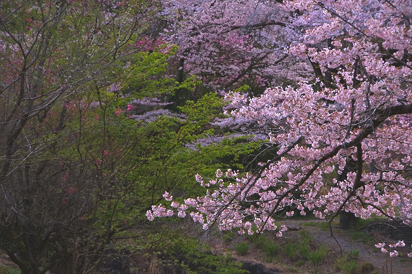 宿谷公会堂 桜