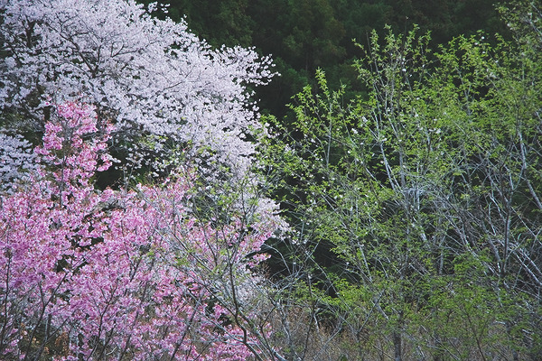宿谷公会堂 桜 花桃