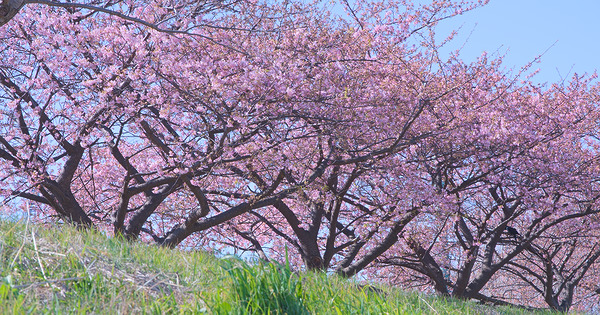 多摩川等々力土手桜並木
