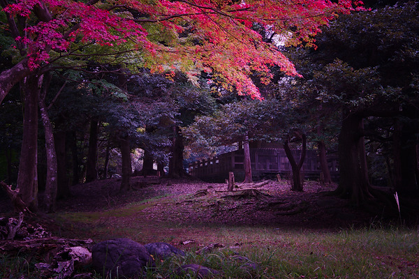 玉湖神社 紅葉