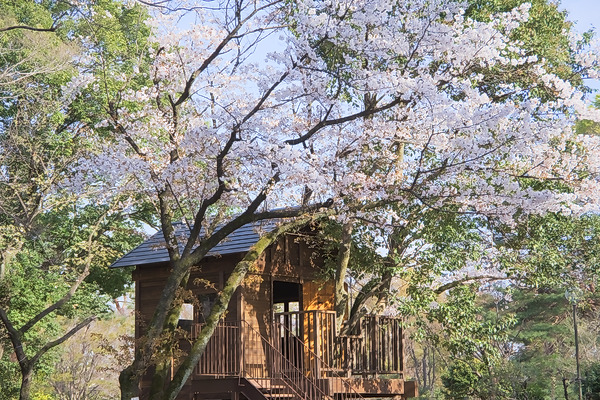 所沢航空記念公園 桜 ツリーハウス