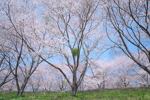 虎山の千本桜 桜 ヤドリギ