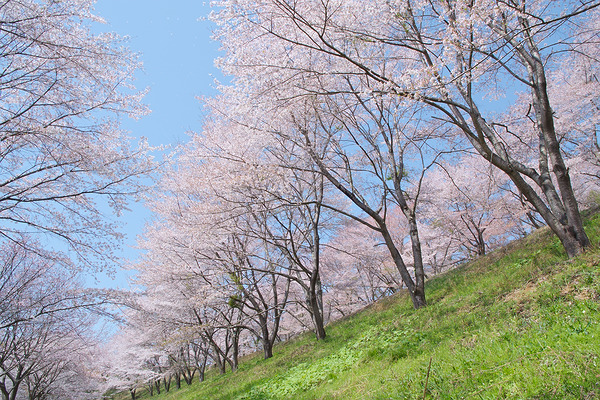 虎山の千本桜 桜