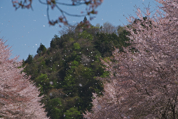 虎山の千本桜 桜 桜吹雪
