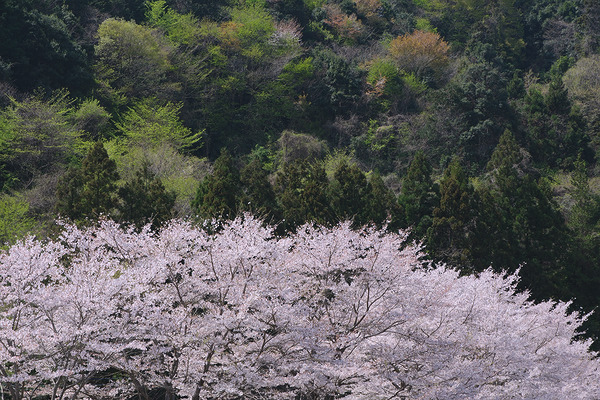 虎山の千本桜 桜