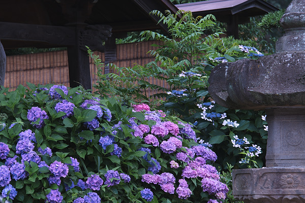 東福寺 アジサイ 灯籠