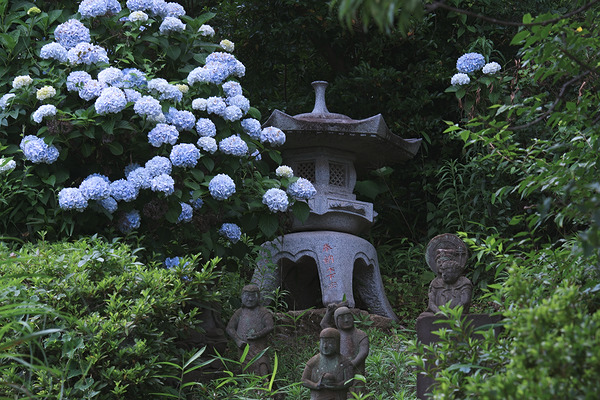 東福寺 アジサイ 灯籠