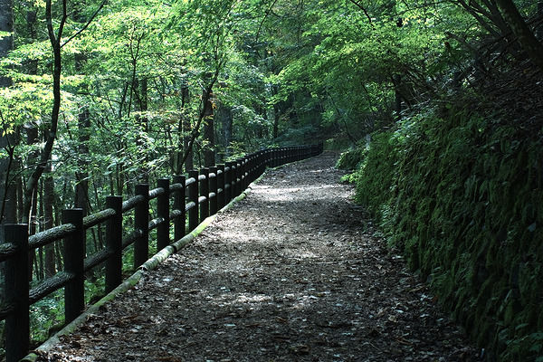東京都檜原都民の森 大滝の路 風景 散策路