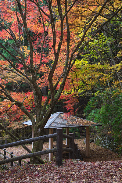 東京都檜原都民の森 紅葉