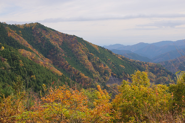 東京都檜原都民の森 紅葉