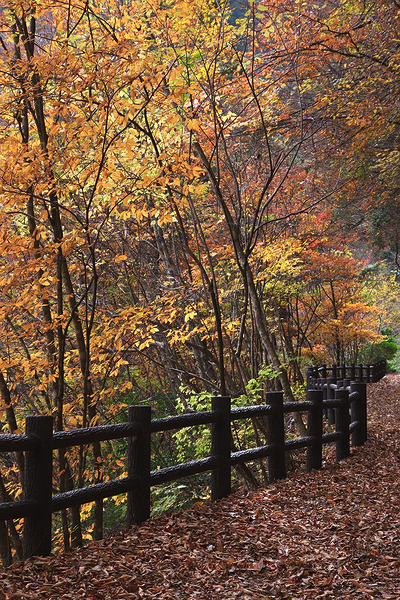 東京都檜原都民の森 紅葉